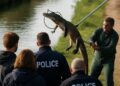 Ce n'est pas un crocodile : des précisions sur le reptile capturé dans un canal du nord de la France.