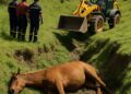 Un cheval de 800 kg est décédé après s'être retrouvé coincé dans un vallon : quelles en sont les causes fréquentes ?