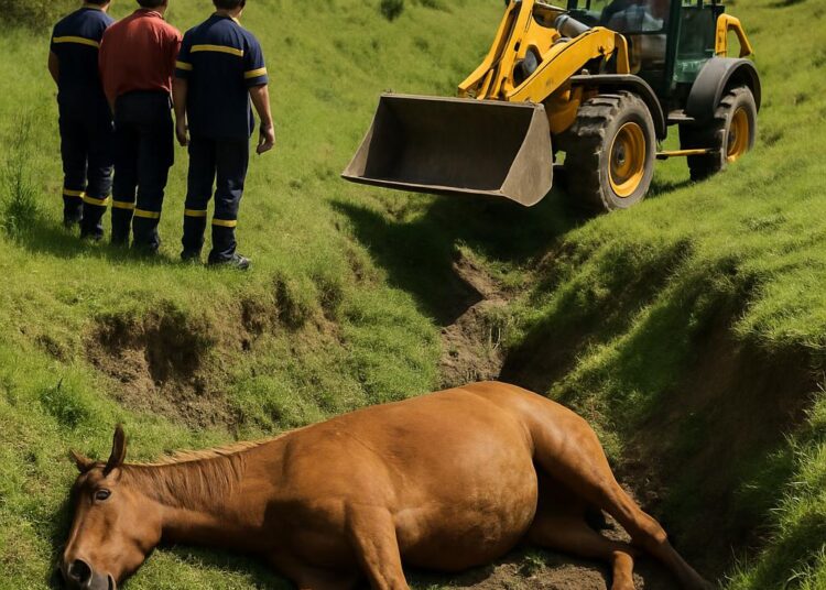 Un cheval de 800 kg est décédé après s'être retrouvé coincé dans un vallon : quelles en sont les causes fréquentes ?