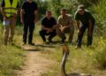 Un cobra venimeux observé en liberté en Occitanie : état des recherches ce mercredi.