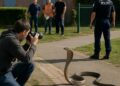 Cobra de Castelginest : l'identité du photographe à l'origine de l'alerte révélée