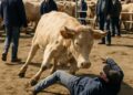 Un éleveur victime d'une charge de vache lors d'un marché bovin.