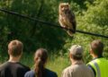 Un jeune hibou grand-duc tombe sur un câble et demeure introuvable : "L'espoir perdure tant qu'il n'y a pas de corps.