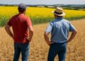 Les agriculteurs du Lauragais redoutent jusqu'à 30% de pertes de blé et colza à cause de la canicule printanière.
