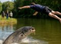 VIDÉO : Un plongeon inattendu face à un gigantesque silure