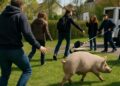 Urgence pour protéger Bobby, le cochon errant menacé de capture.
