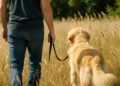 Soyez vigilant avec votre chien, les épillets sont présents !