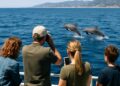 Observation sécurisée des cétacés : conseils pour apercevoir des dauphins en Côte d'Azur.