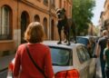 Une Toulousaine alerte sur les chiens non tenus en laisse après une course-poursuite avec un cane corso sur le toit d'une voiture pendant 20 minutes.
