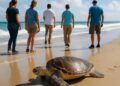 Une nouvelle étape pour Lucie : la tortue marine réintroduite en sécurité.